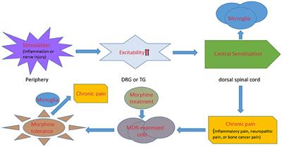 The Regulatory Mechanisms and Therapeutic Potential of MicroRNAs: From Chronic Pain to Morphine Tolerance